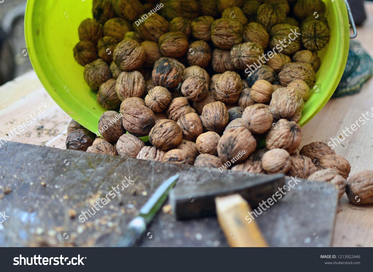 Walnut Picking Season Walnut Tree Branches Stock Photo 1213922446 ...