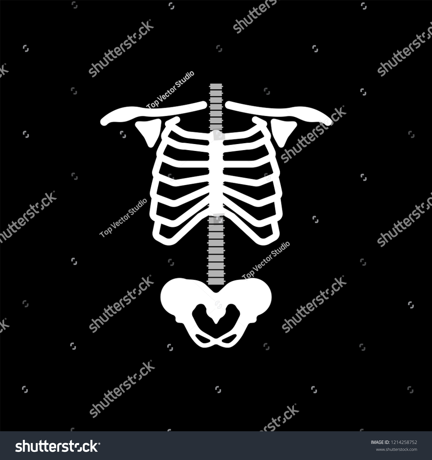 Rib Cage Ribs Spine Hip Bone Stock Vector (royalty Free) 1214258752 