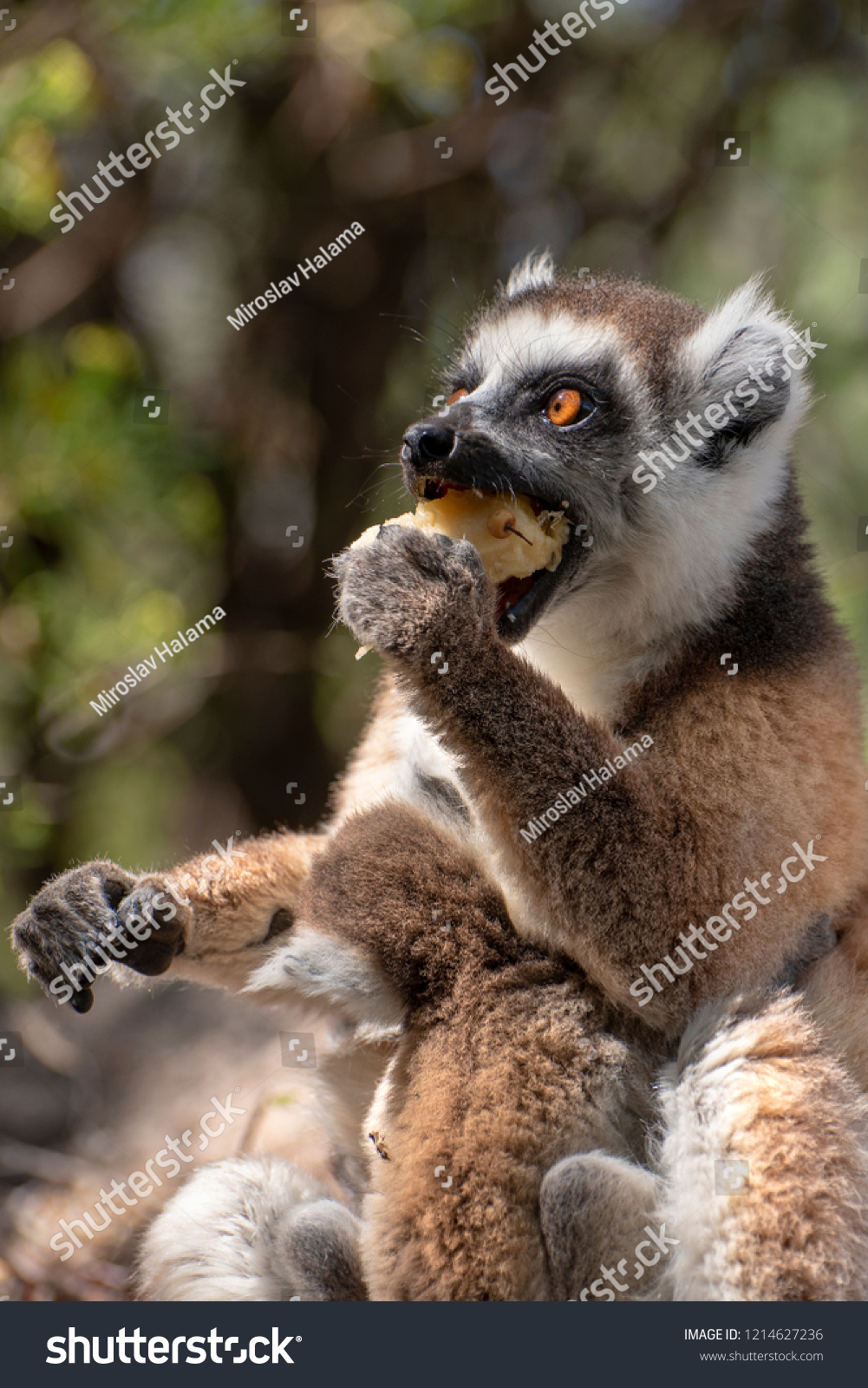 ring tailed lemur eating