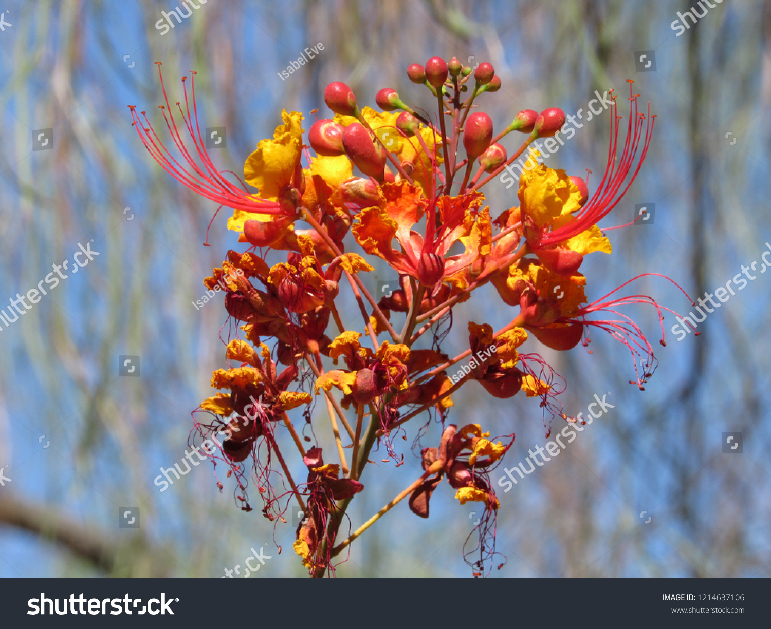 Red Bird Paradise Plant Caesalpinia Pulcherrima Stock Photo 1214637106