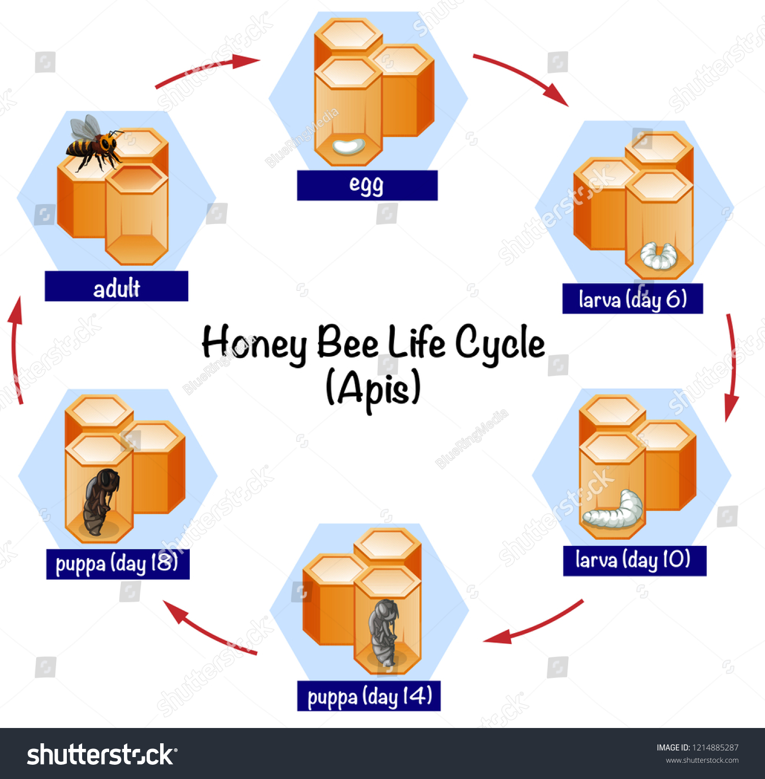 Science Honey Bee Life Cycle Illustration Stock Vector (Royalty Free ...