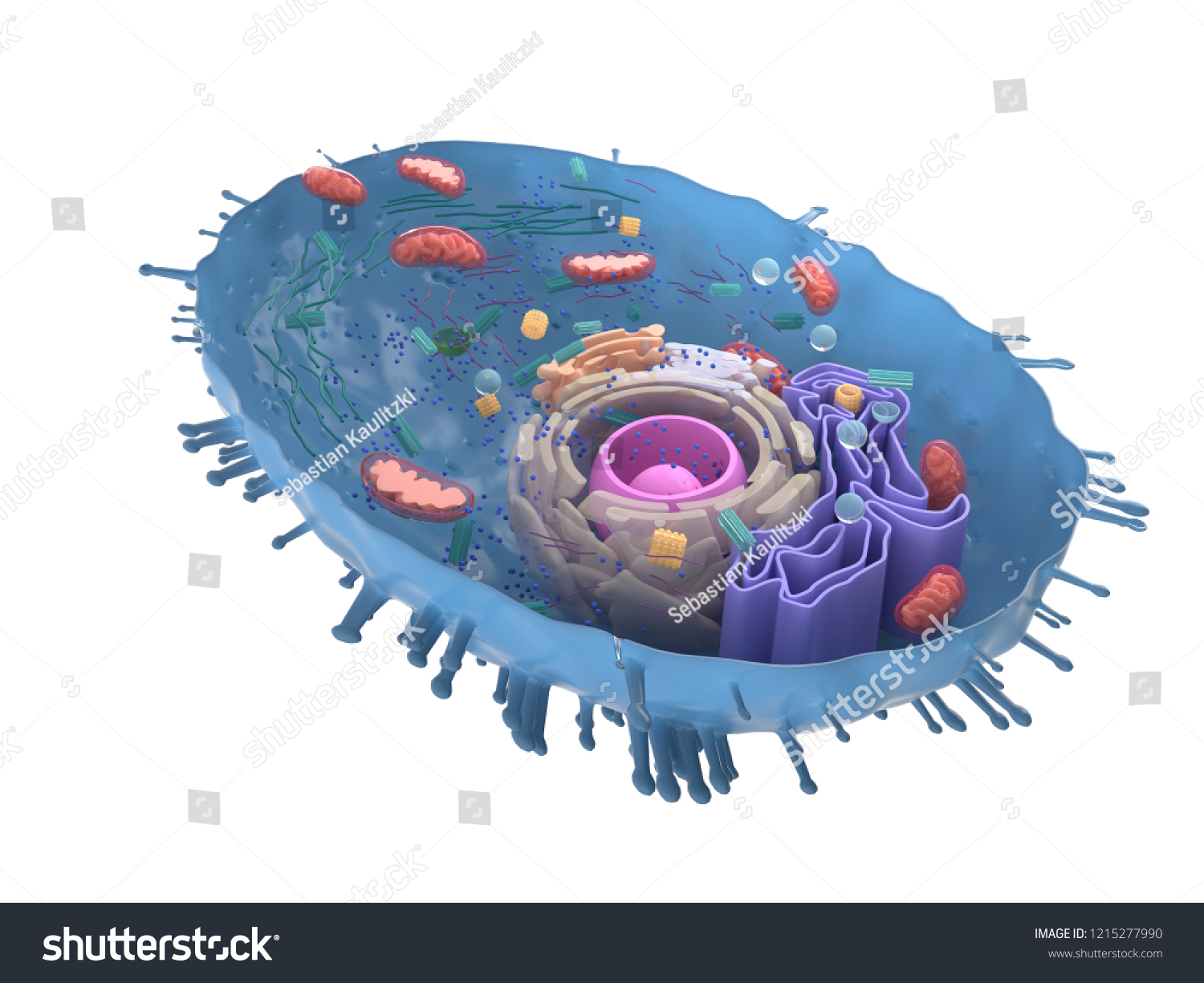 3d Rendered Illustration Human Cell Crosssection Stock Illustration ...