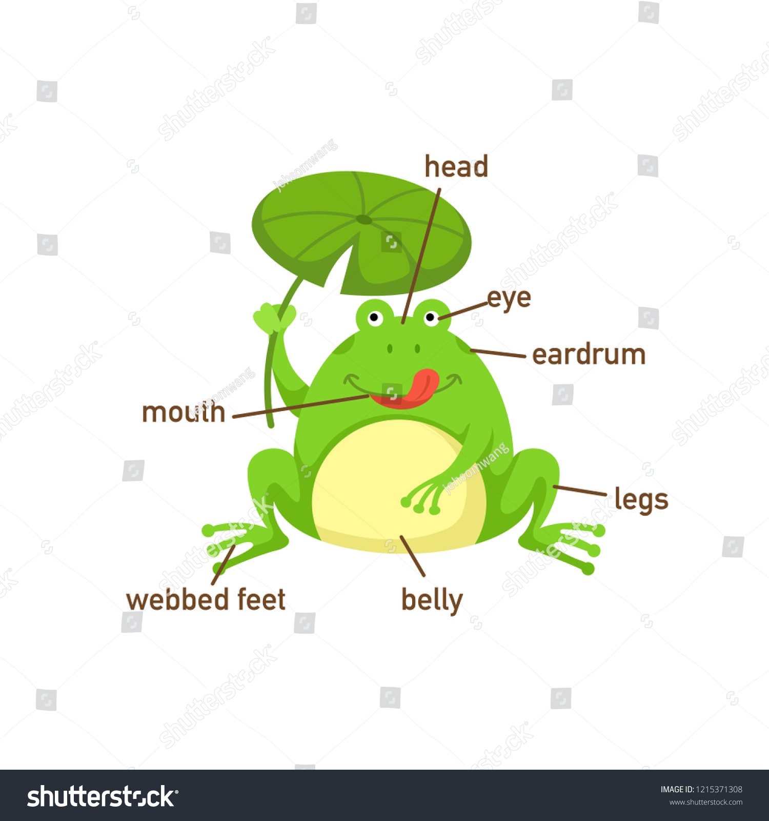 Illustration Frog Vocabulary Part Bodyvector Stock Vector (Royalty Free ...