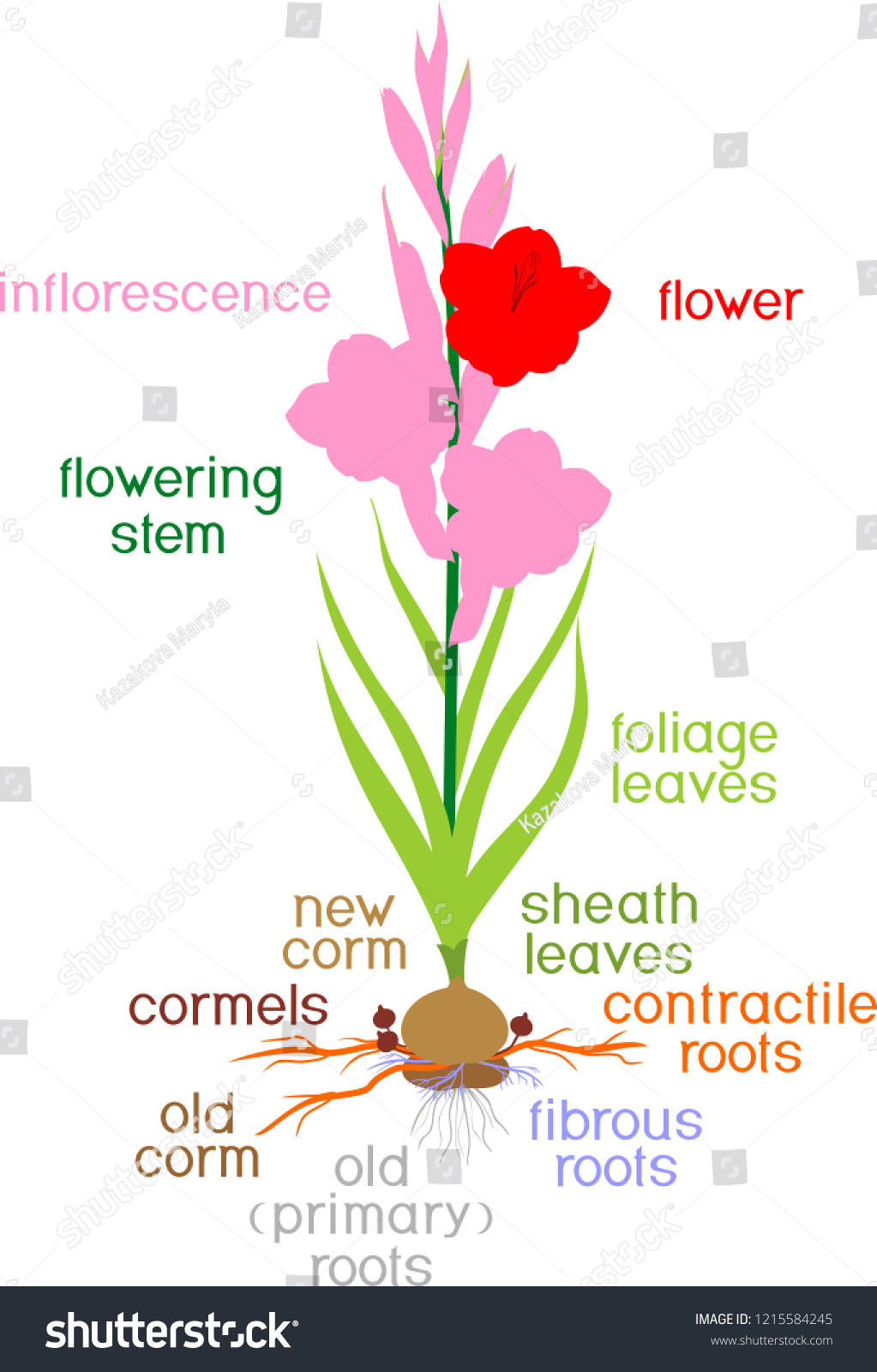 Parts Plant Morphology Flowering Gladiolus Plant Stock Vector (Royalty ...