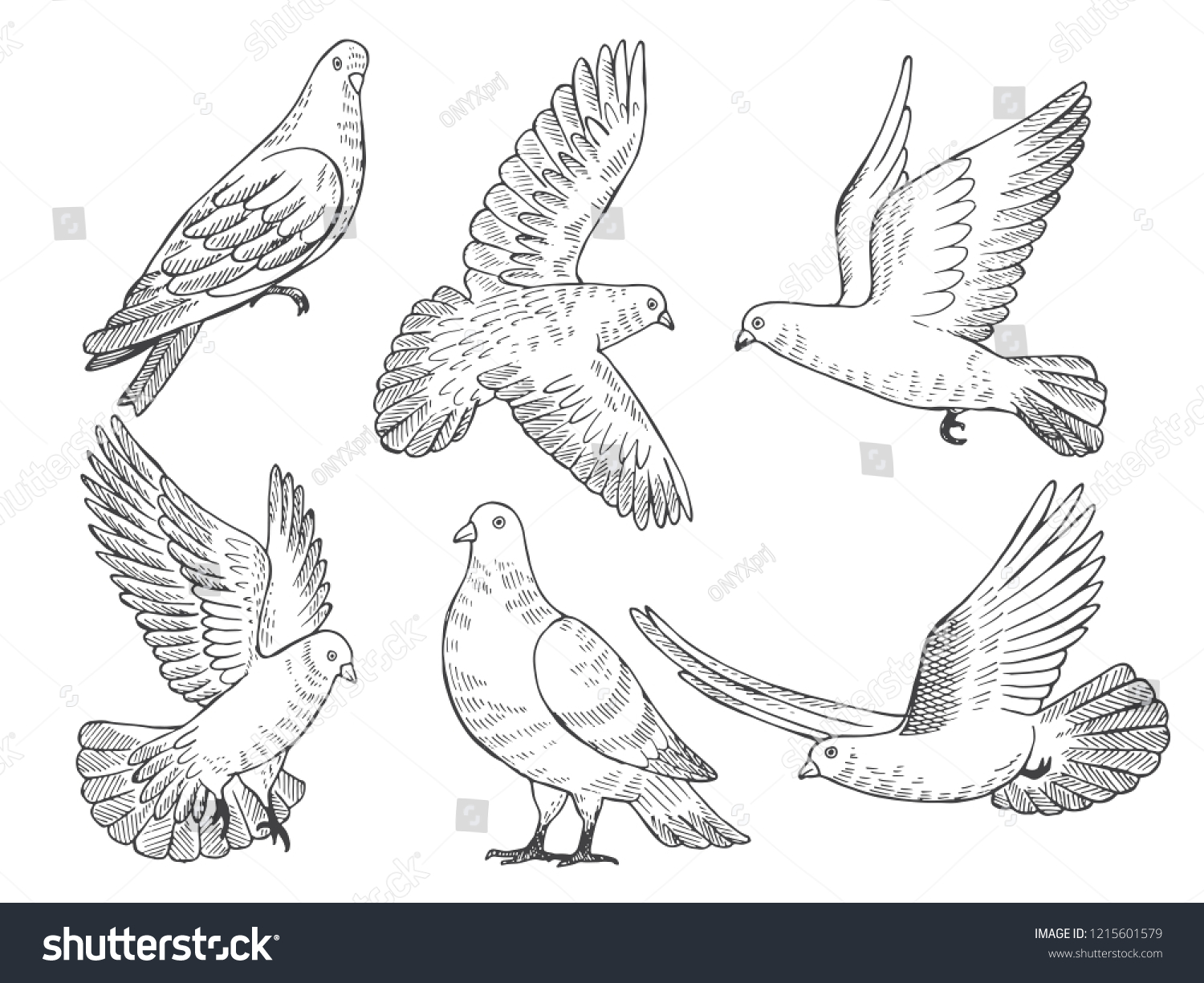 Illustrations Set Pigeons Hand Drawn Pictures Stock Illustration ...