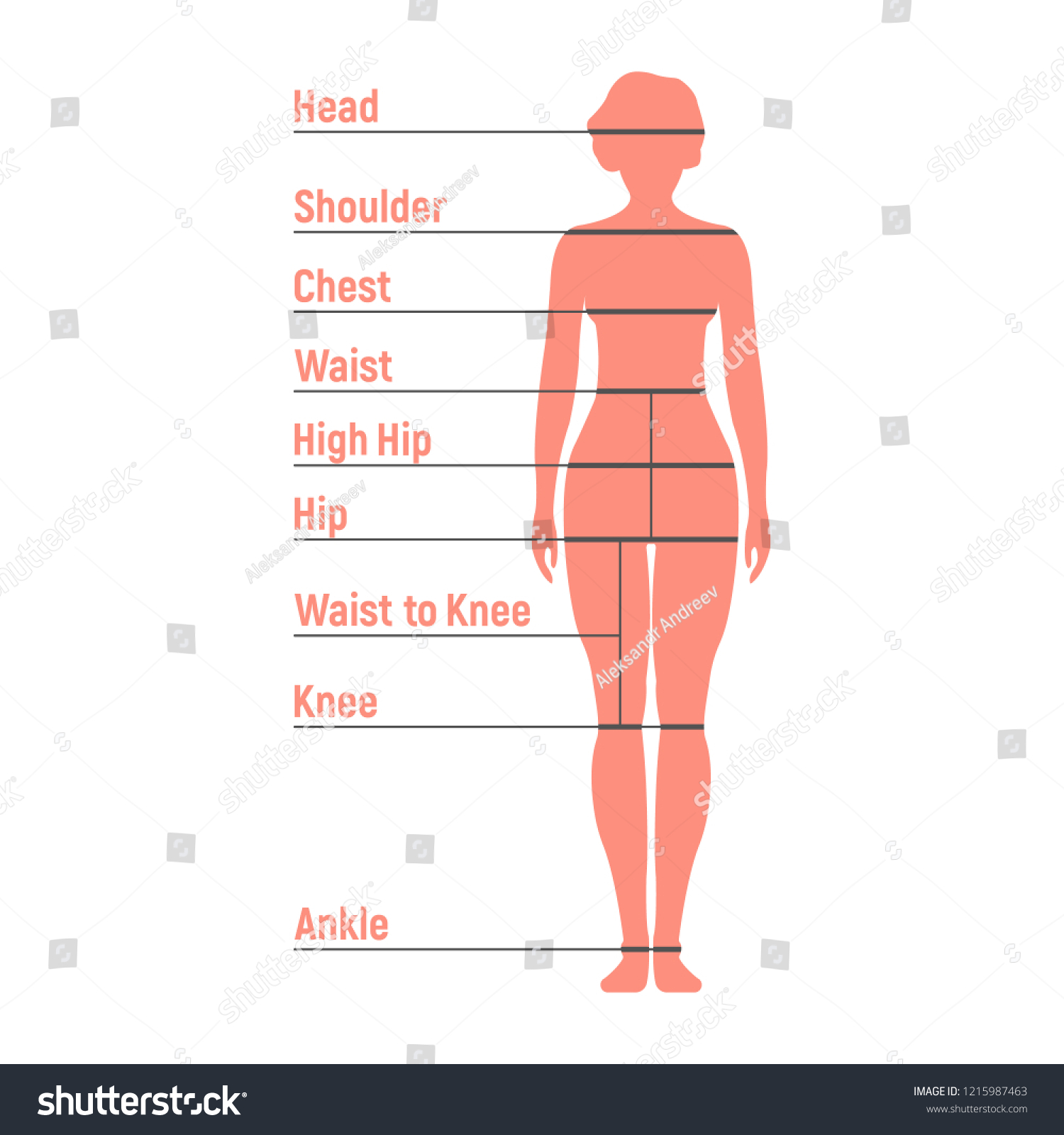 Woman Size Chart Human Front Side Stock Vector (Royalty Free ...