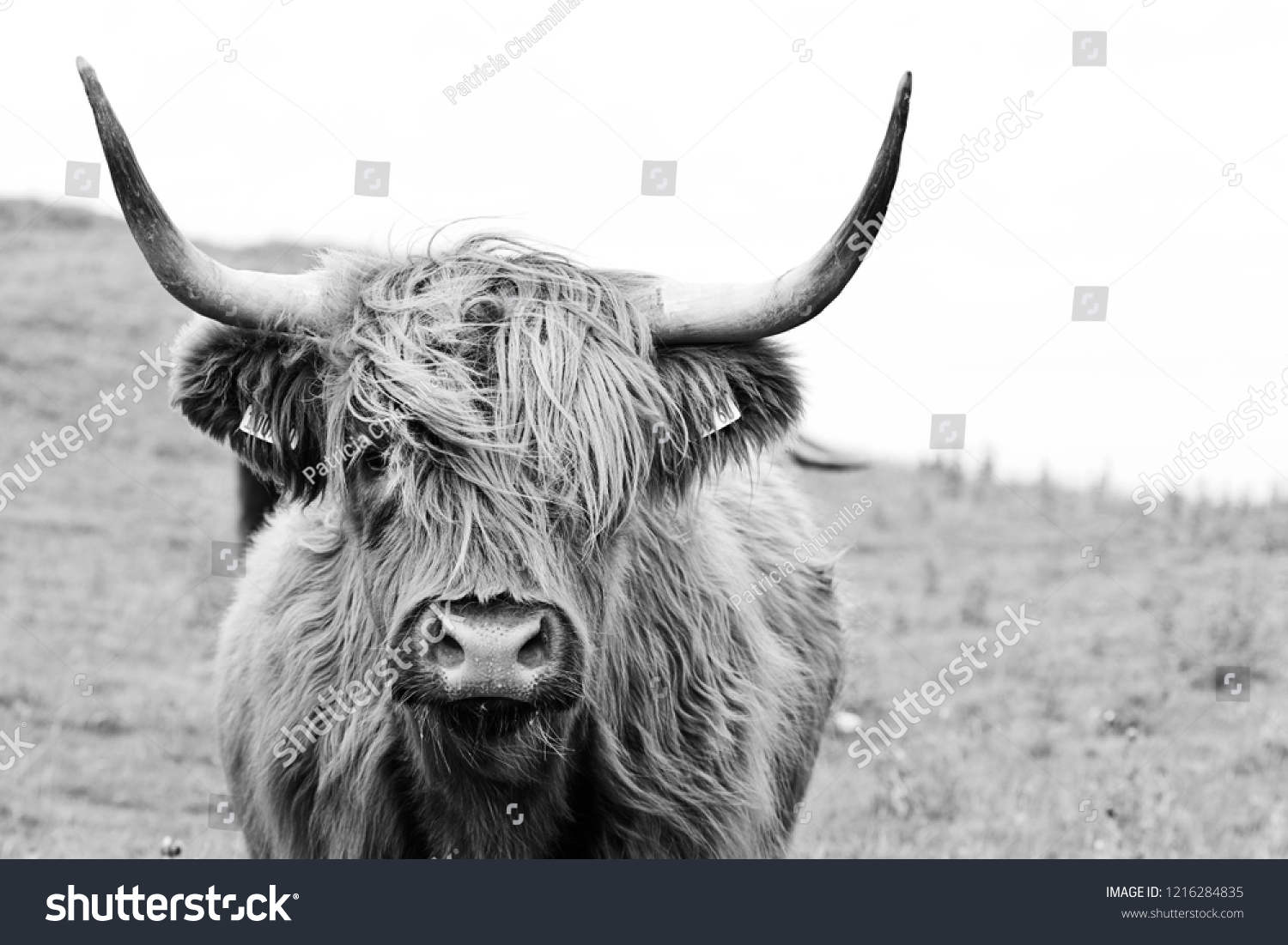 14,187 Scottish highlands cow Stock Photos, Images & Photography ...