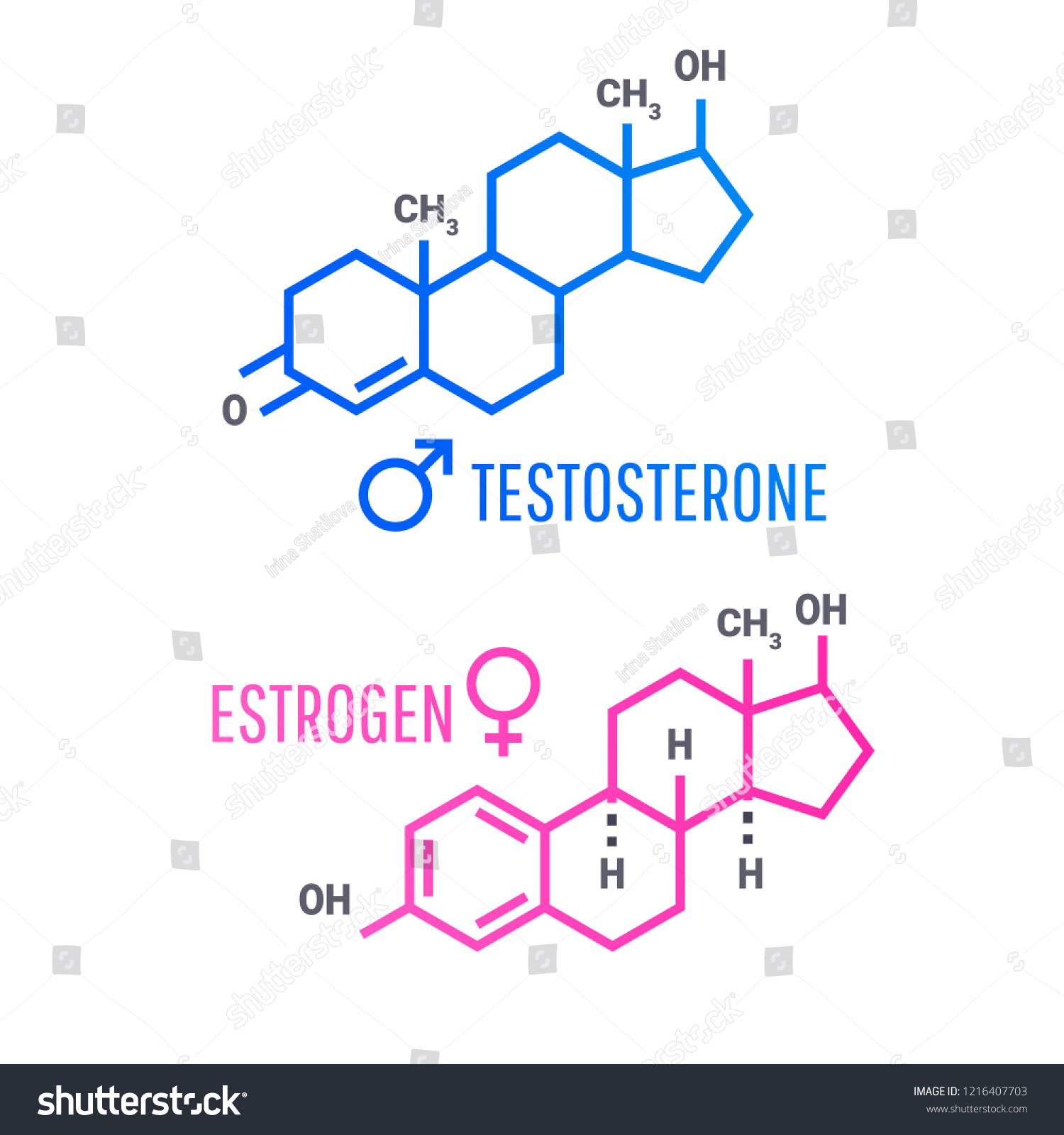 Sex Hormones Molecular Formula Estrogen Testosterone Stock Vector