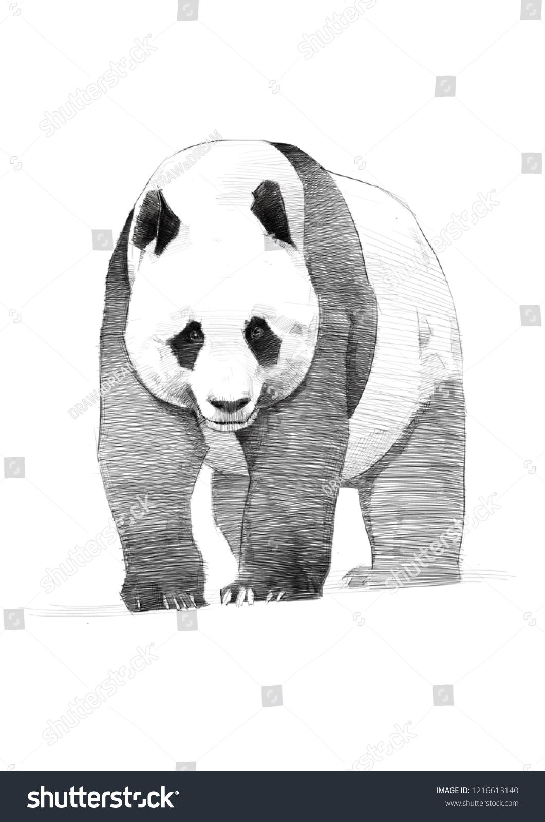 cute panda drawings in pencil