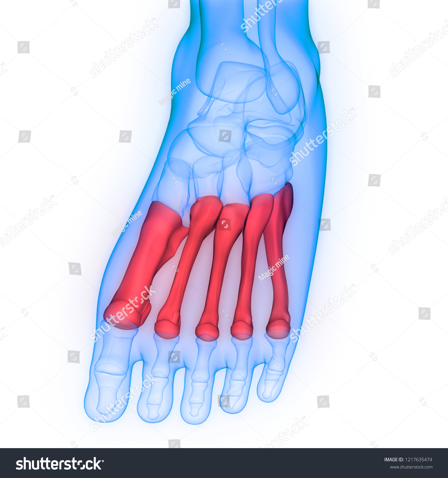 Human Skeleton System Metatarsal Bones Anatomy Stock Illustration ...