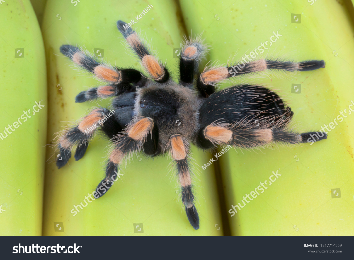 Mexican Redknee Tarantula Brachypelma Hamorii On Stock Photo 1217714569 ...