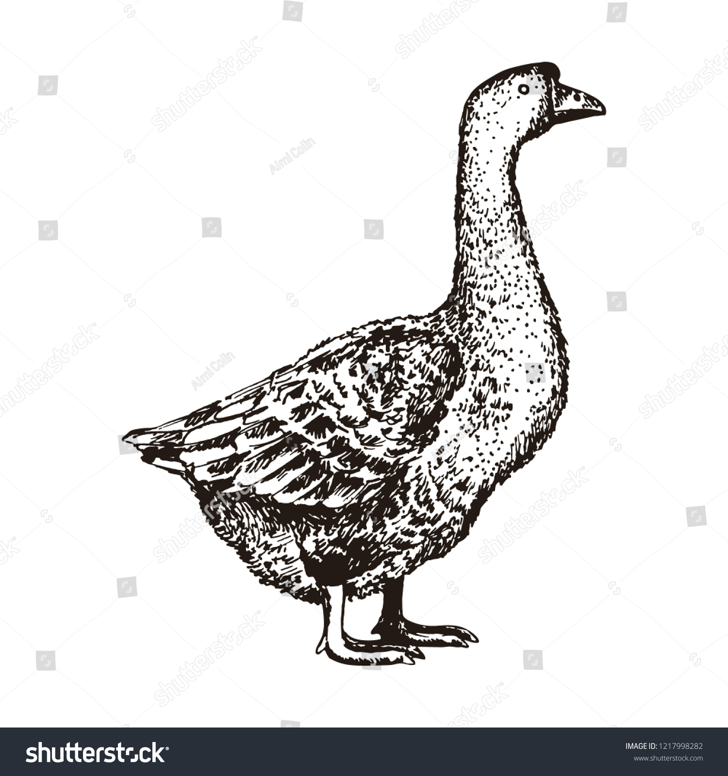 Realistic Sketch Goose Idea Illustration Book Stock Vector (Royalty ...