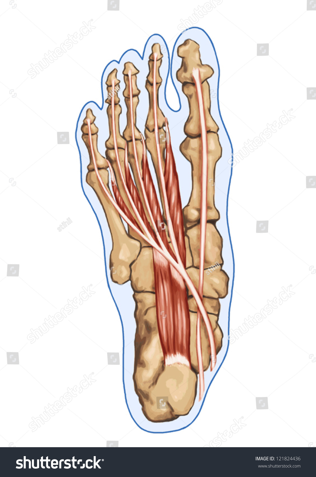 Lubricals Anatomy Leg Foot Human Muscular Stock Vector (Royalty Free ...