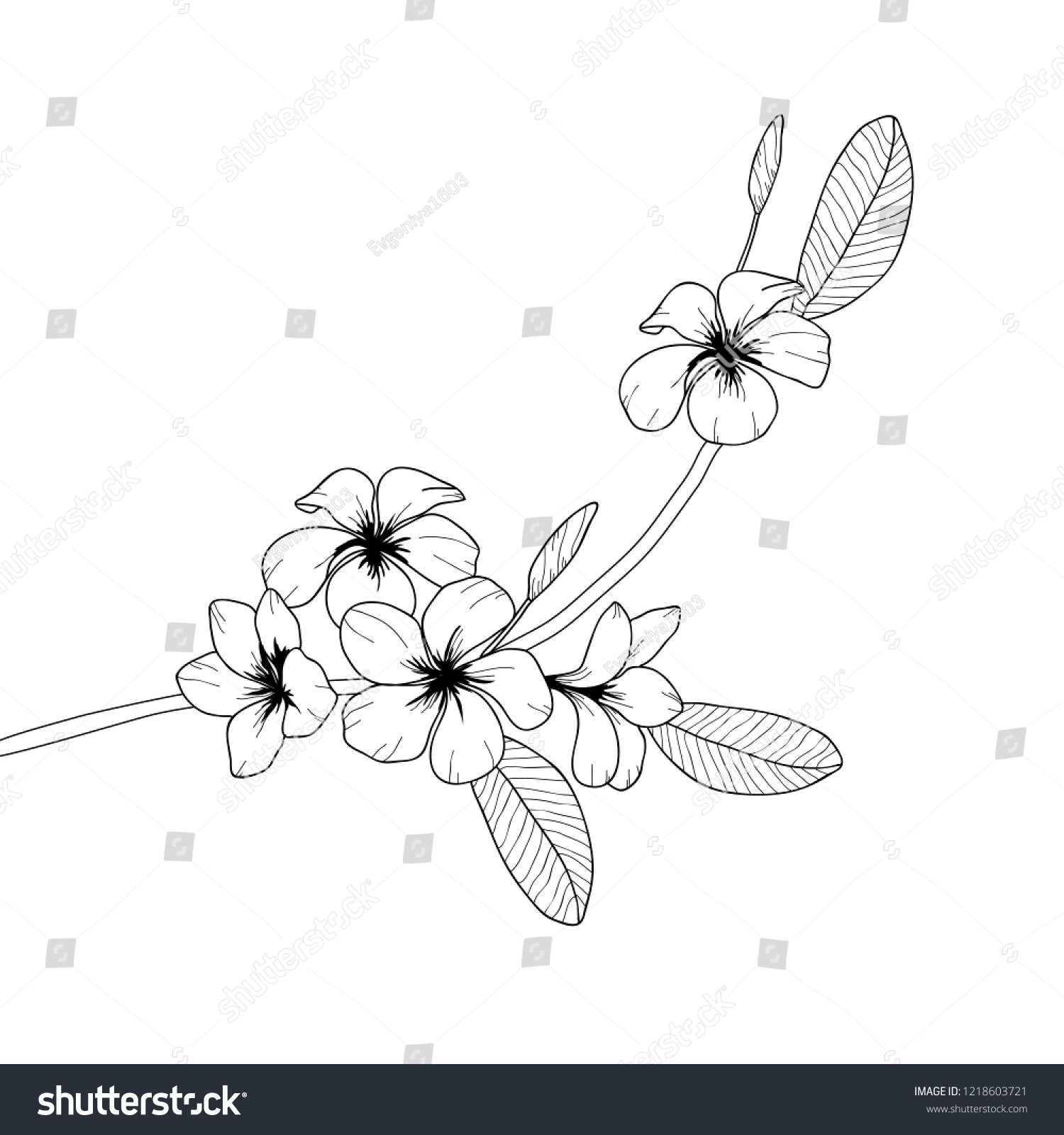 Vector Black White Floral Illustration Plumeria Stock Vector (royalty 