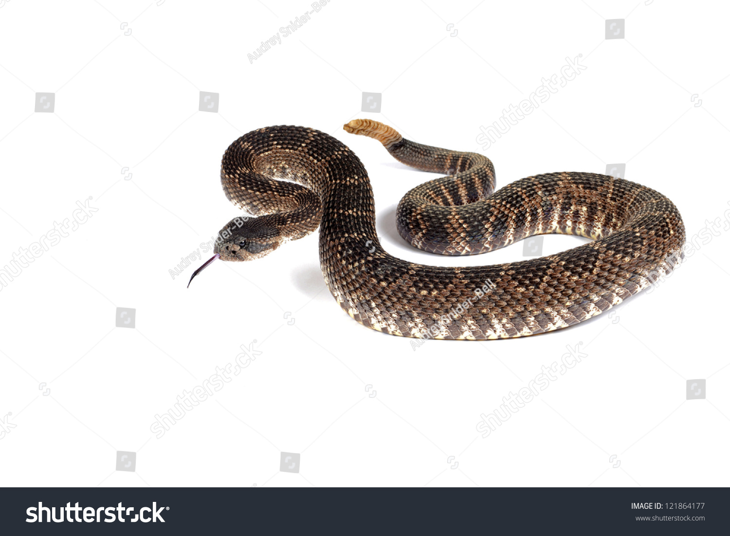 615 Rattle snake in white background Images, Stock Photos & Vectors ...