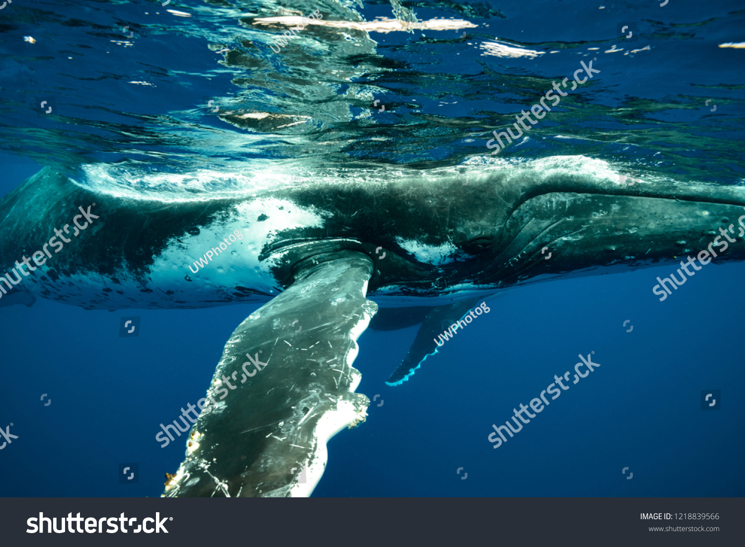 Humpback Whales Pacific Ocean Stock Photo 1218839566 | Shutterstock