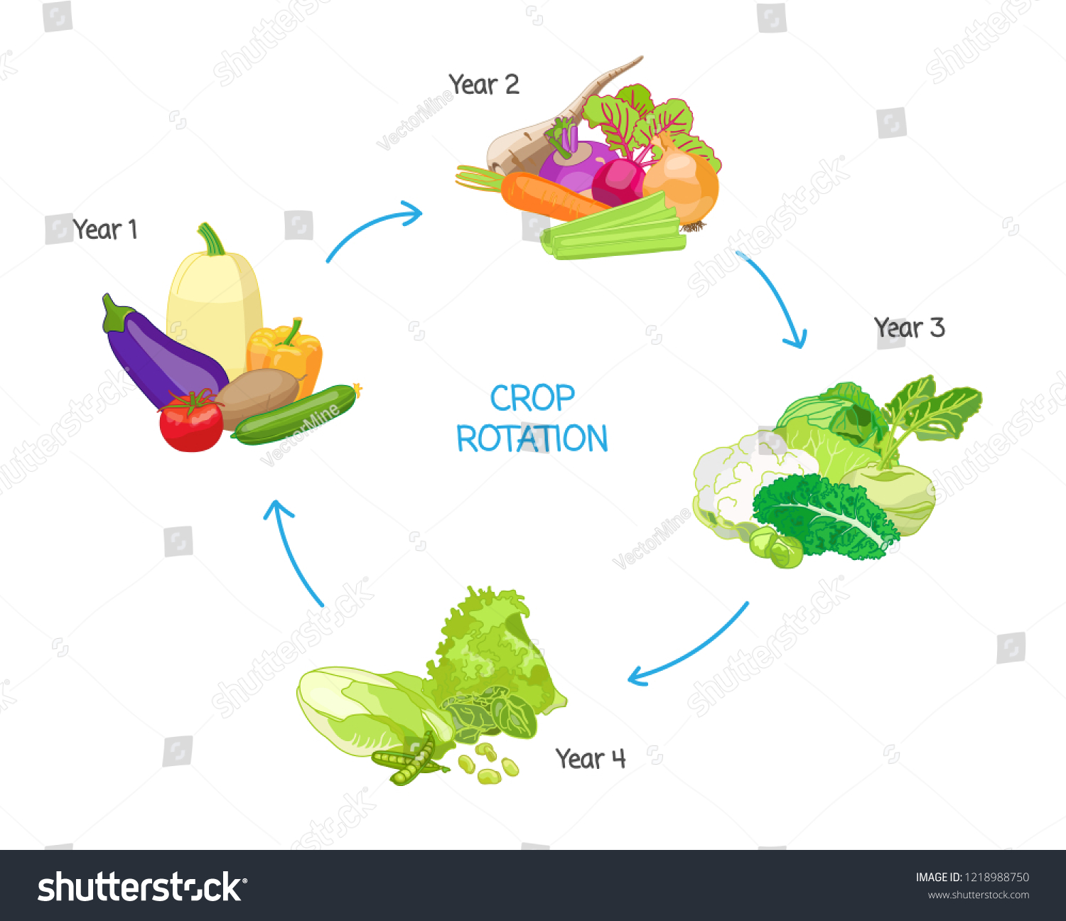 Crop Rotation Agricultural Practice Farming Seasonal Stock Vector ...