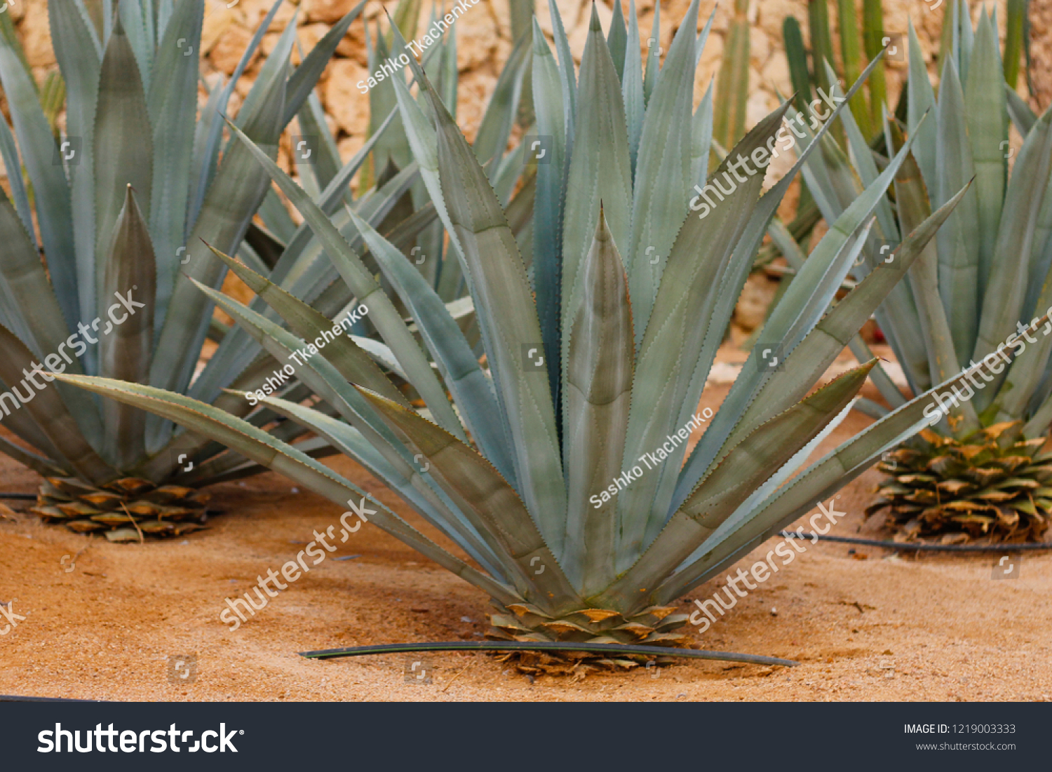 Agave Tequilana Commonly Called Blue Agave Stock Photo 1219003333 ...