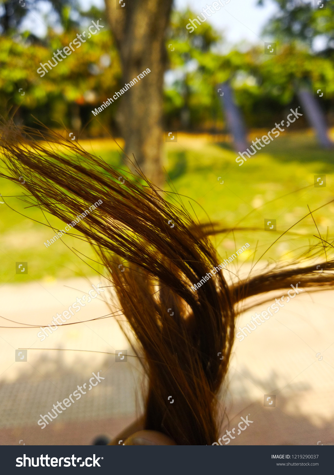 Hairy Wallpaper Photo Stock Photo 1219290037 | Shutterstock