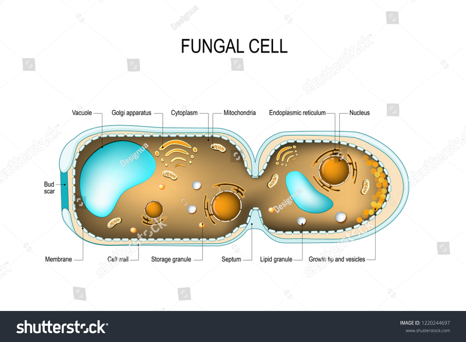 Fungal Cell