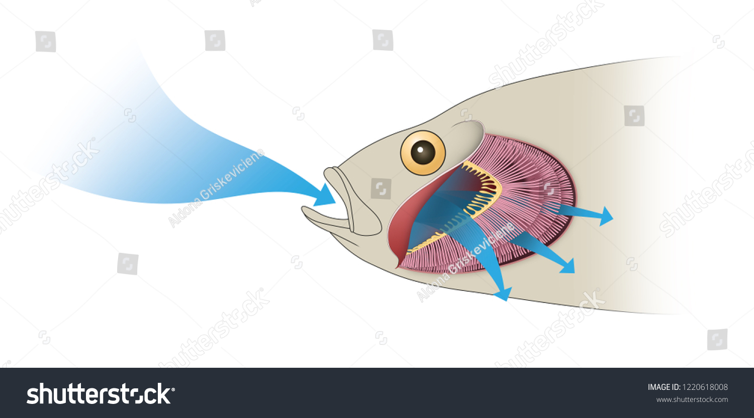 魚のエラの構造 呼吸 のイラスト素材 Shutterstock