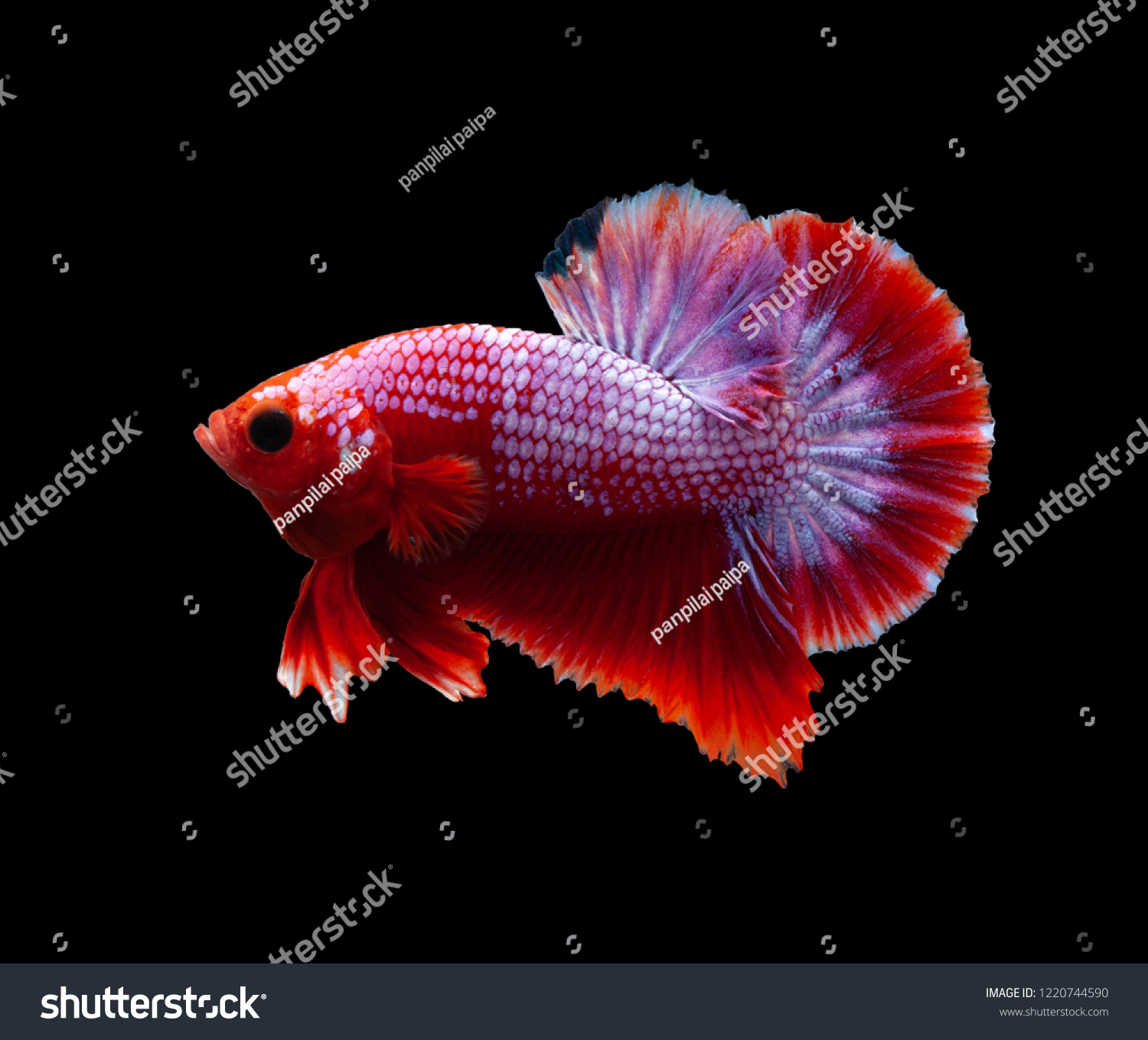 betta hellboy fancy