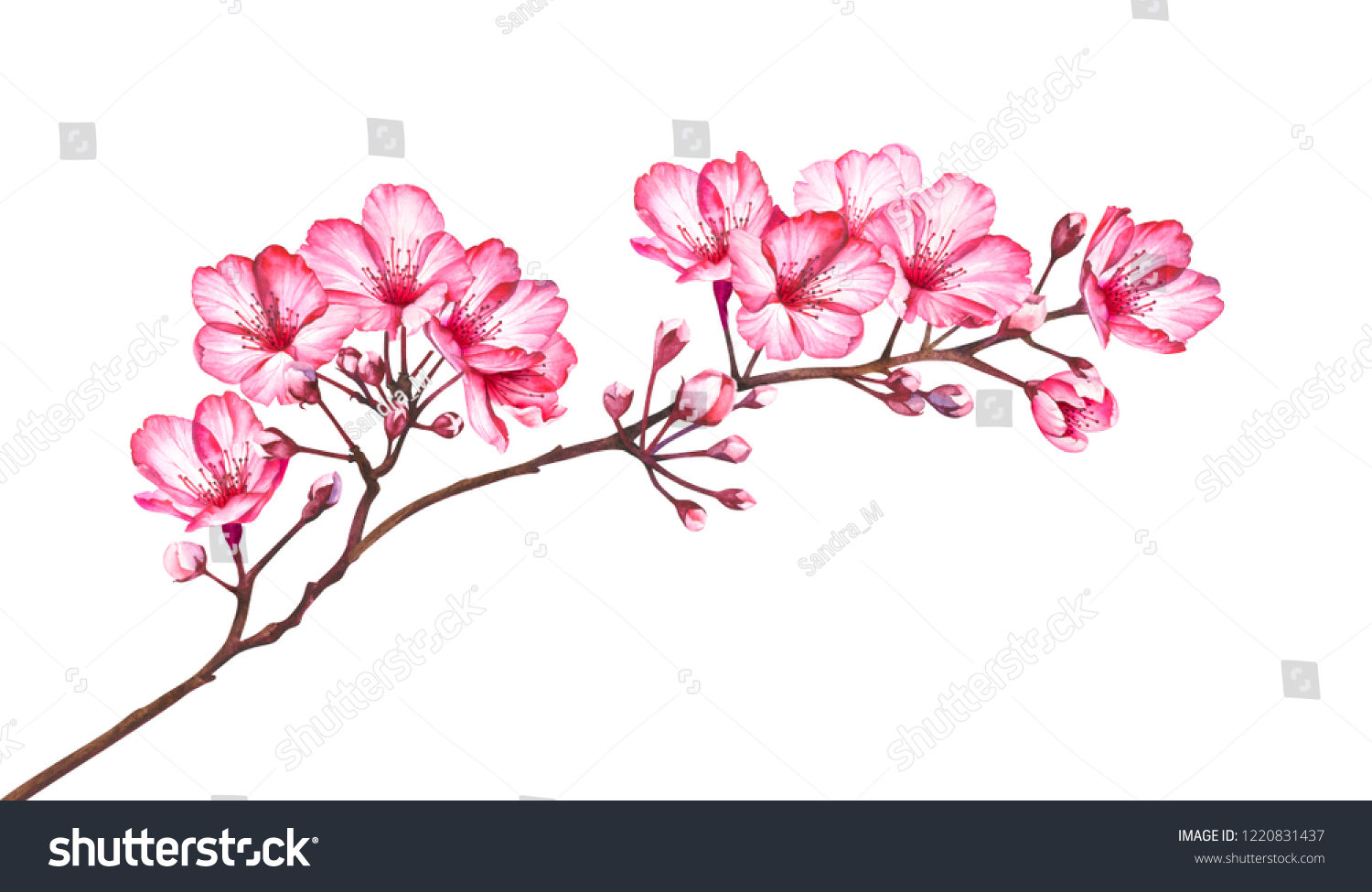 Cherry Blossom Branch Isolated On White Stock Illustration 1220831437 ...