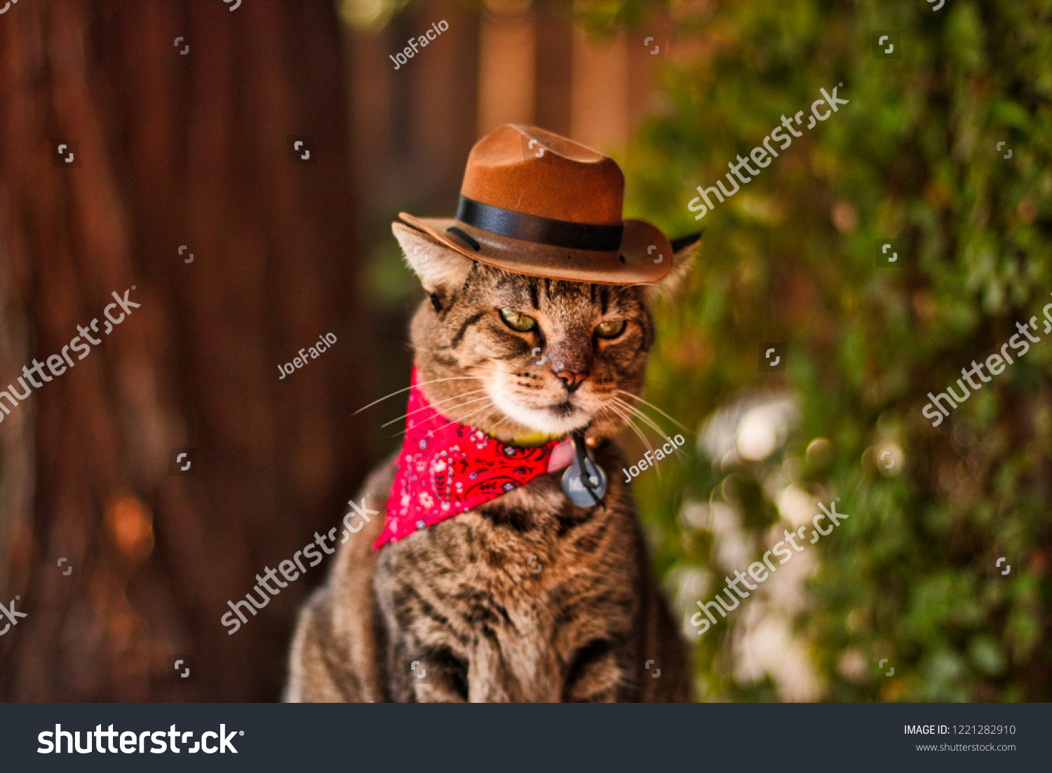 cat with cowboy hat on