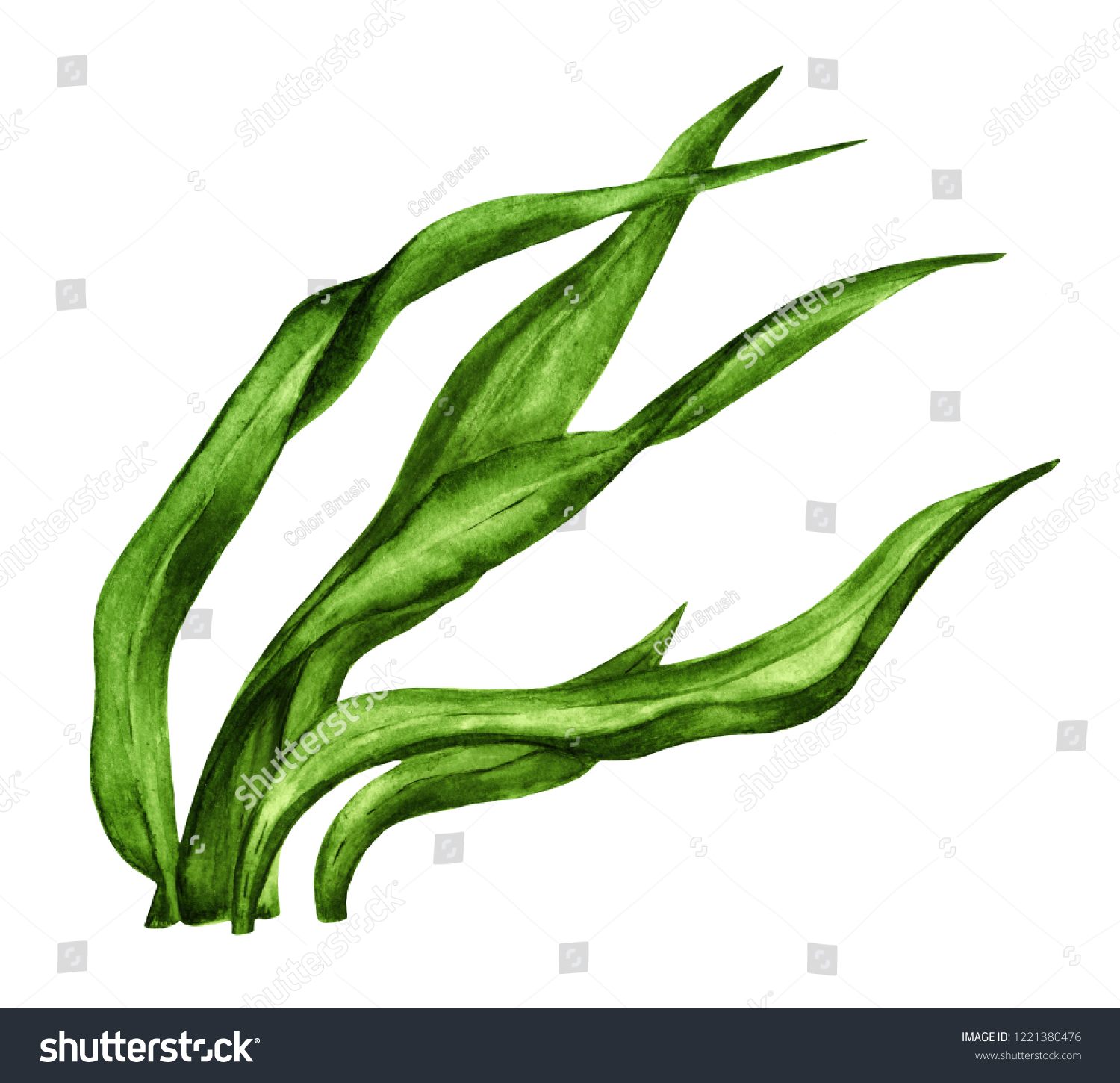 Watercolor Green Seaweed Isolated On White Stock Illustration ...