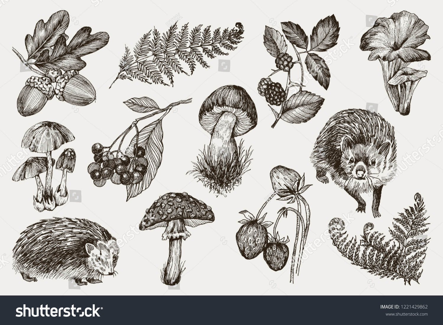 Принт грибы и папоротник