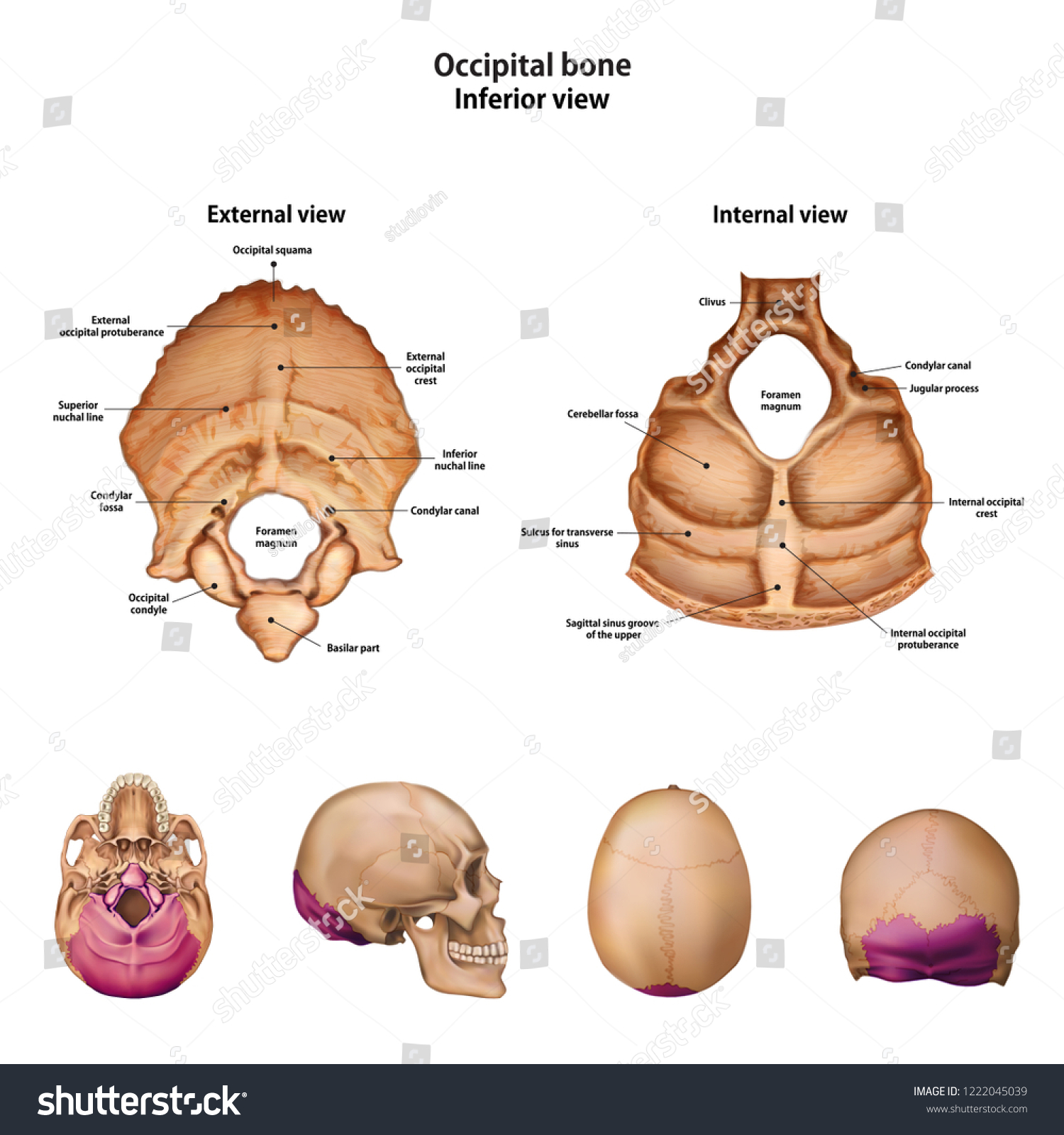 Occipital Bone Name Description All Sites Stock Vector Royalty Free 1222045039 Shutterstock 3812