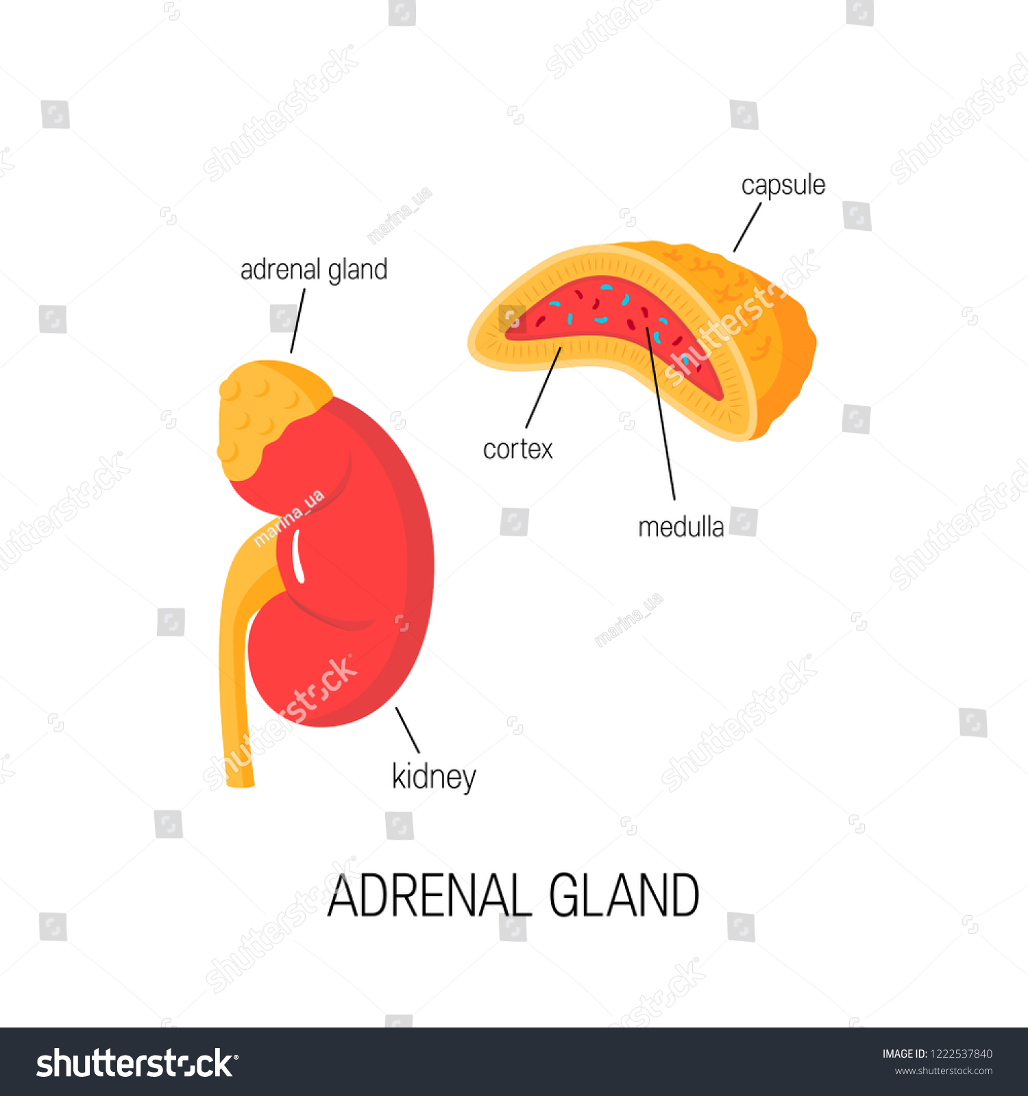 Kidney Adrenal Gland Including Cross Section Stock Vector (Royalty Free ...