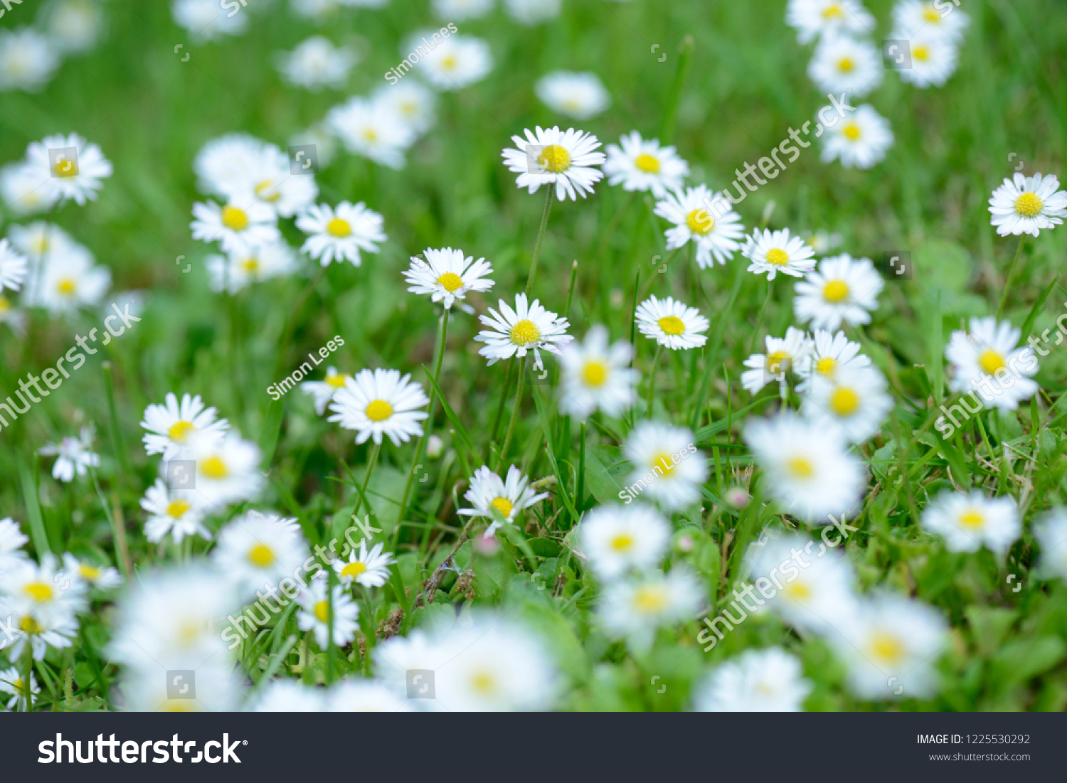 daisy-flowers-english-country-garden-stock-photo-1225530292-shutterstock