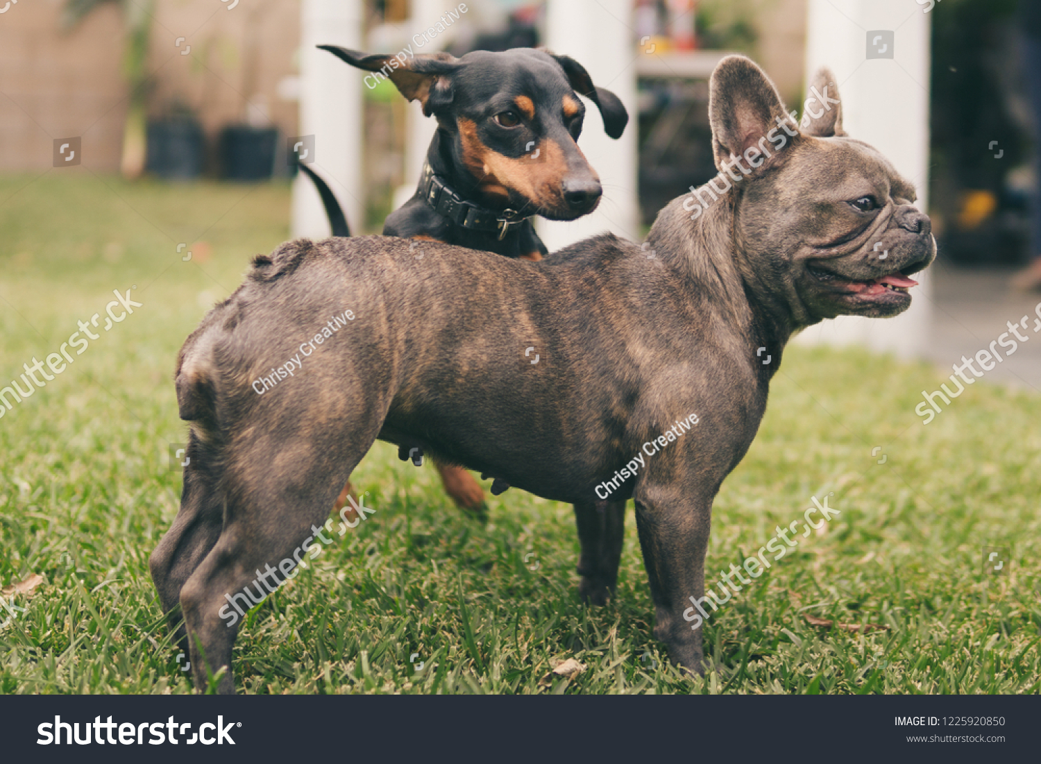 french bulldog dachshund mix