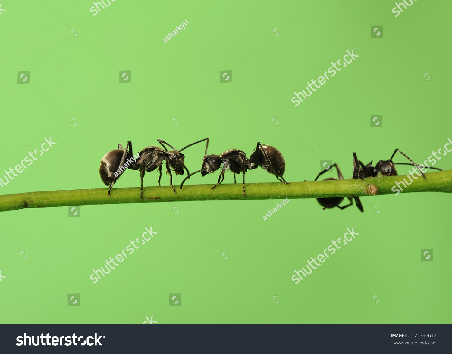 Дикроцелиоз муравей на травинке