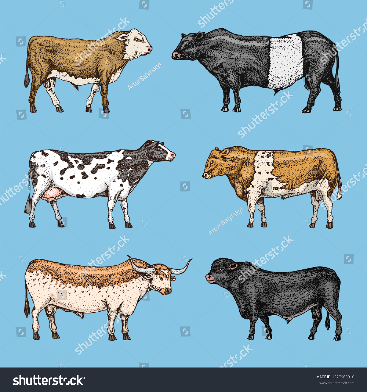 Farm Cattle Bulls Cows Different Breeds Stock Vector (Royalty Free ...