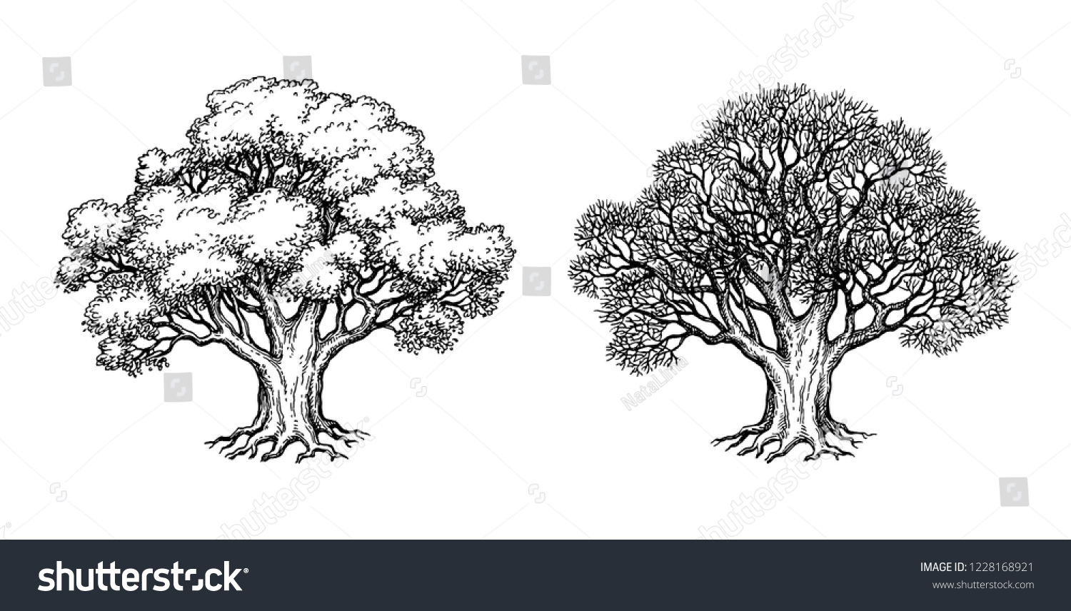 Дерево drawing-isolated