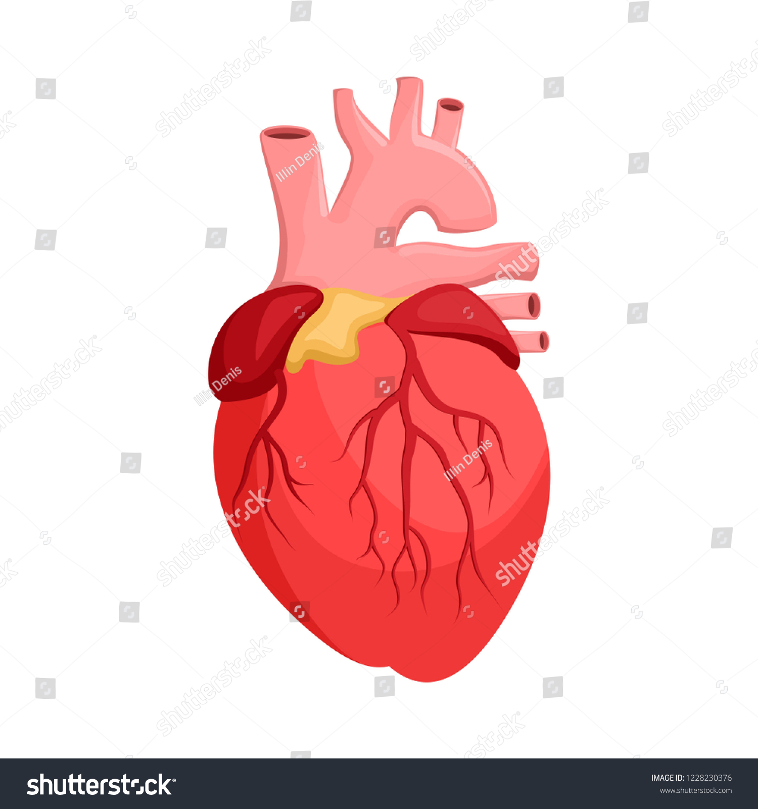 Human Anatomy Heart Internal Organ Medicine Stock Vector (Royalty Free ...