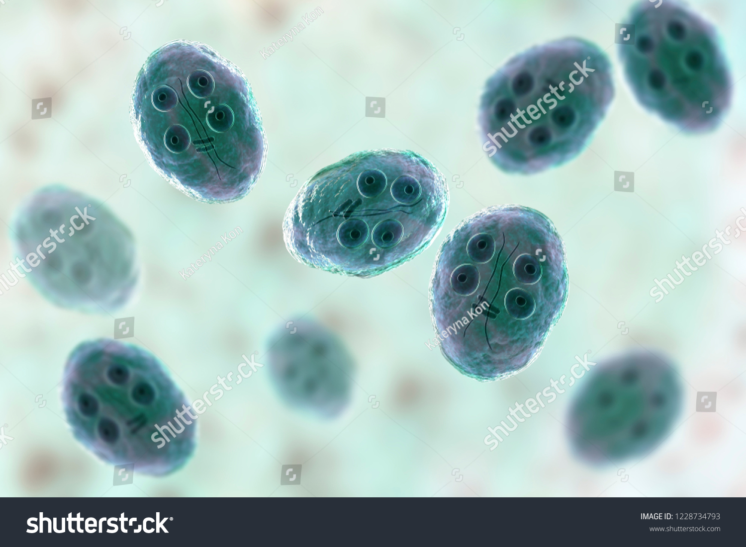 Cyst Giardia Intestinalis Protozoan Formely Known Stock Illustration 1228734793 Shutterstock 9747