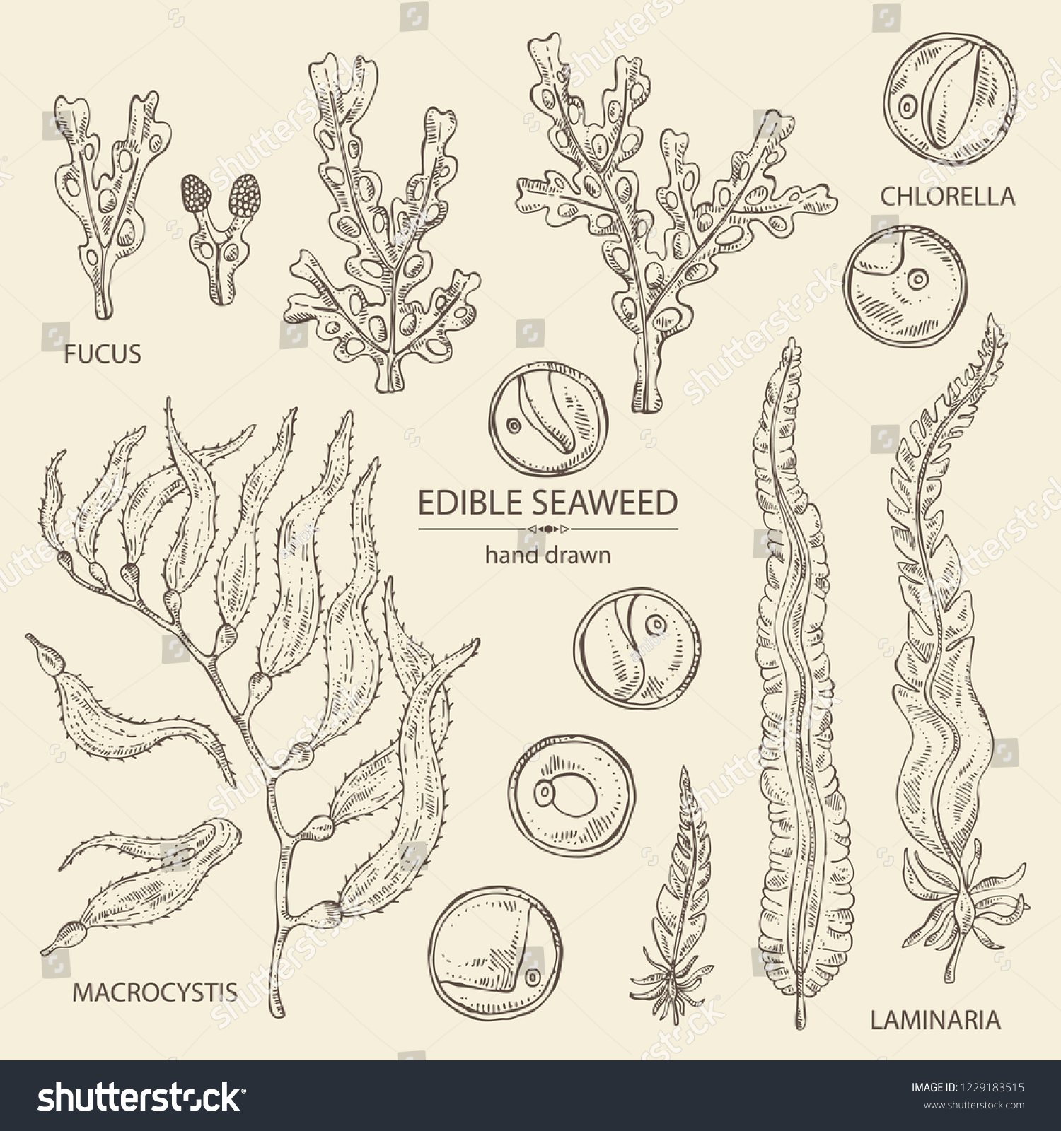 macrocystis drawing