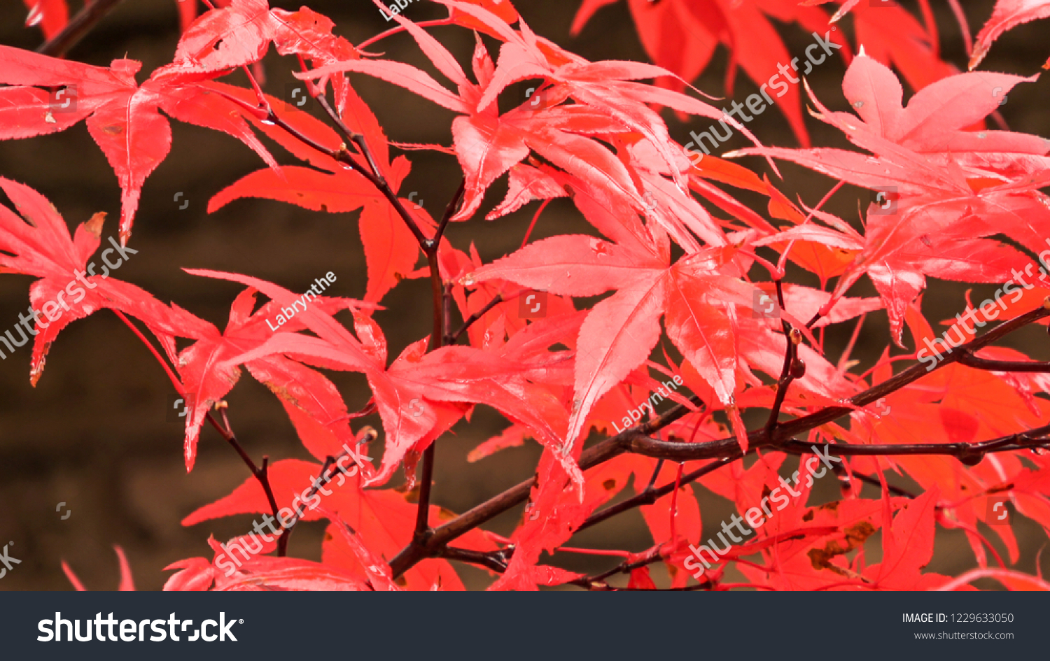 Autumn Spire Red Maple Acer Rubrum Stock Photo 1229633050 Shutterstock