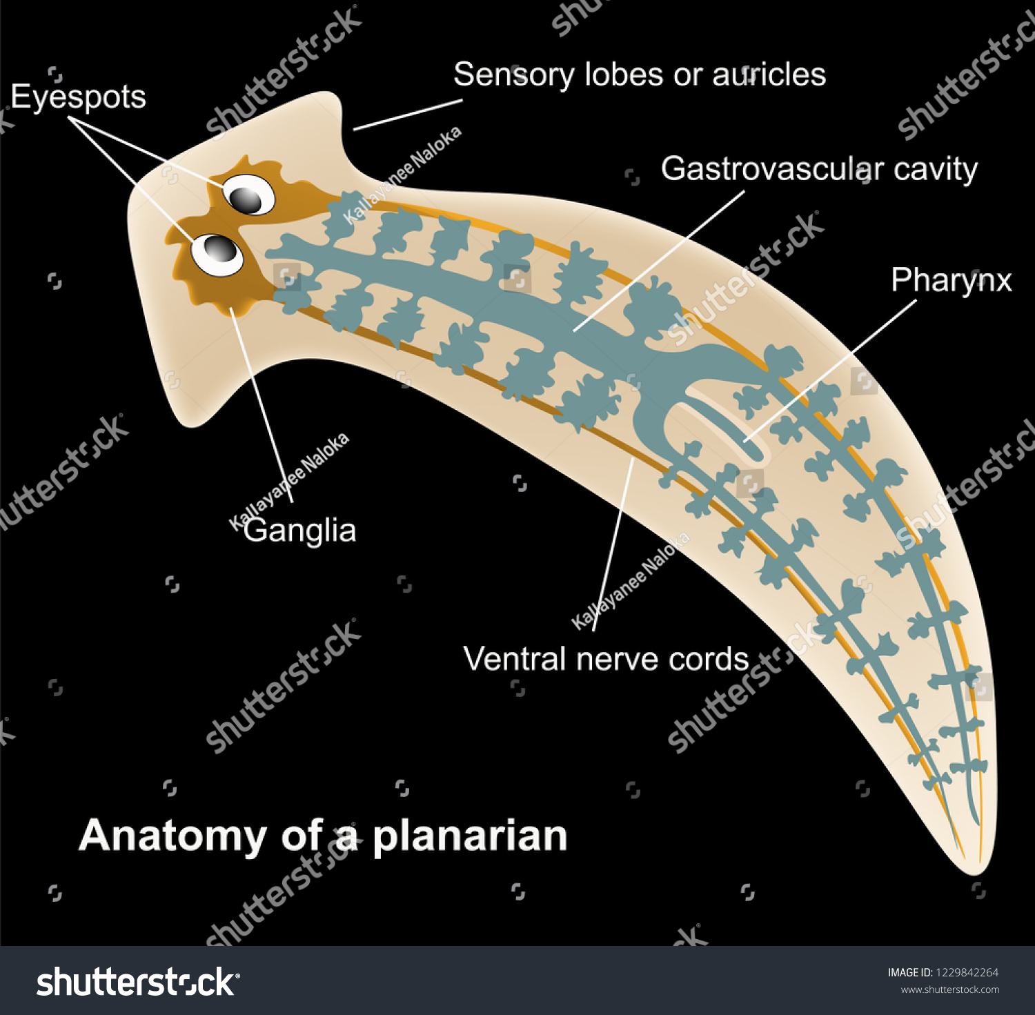 Anatomy Planarian Stock Vector (royalty Free) 1229842264 