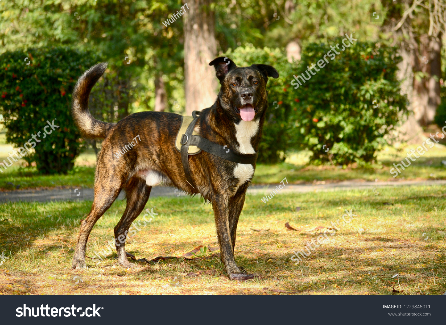 belgian shepherd is a mixed breed