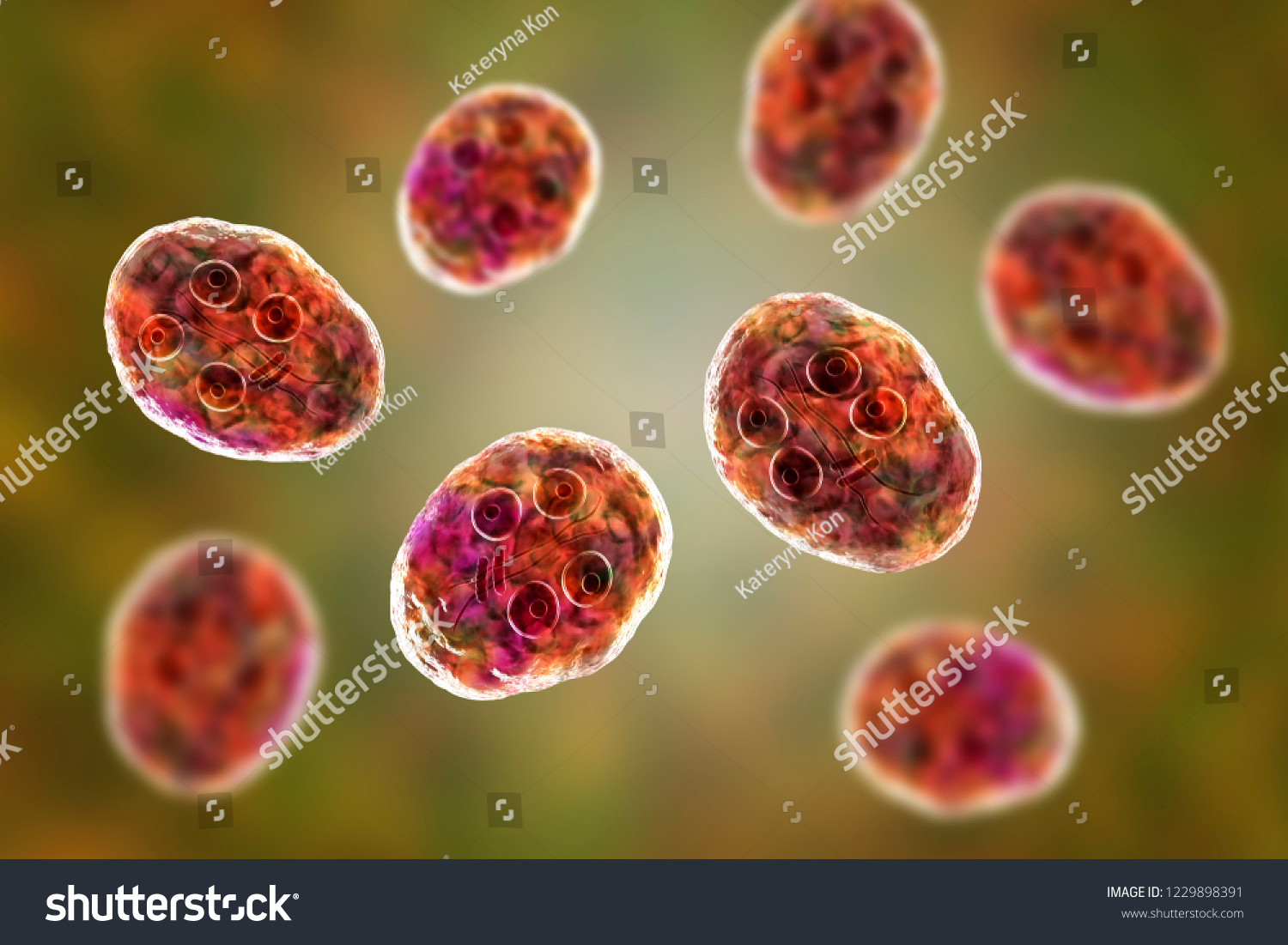 Cyst Giardia Intestinalis Protozoan Formely Known Stock Illustration 1229898391 Shutterstock 7141