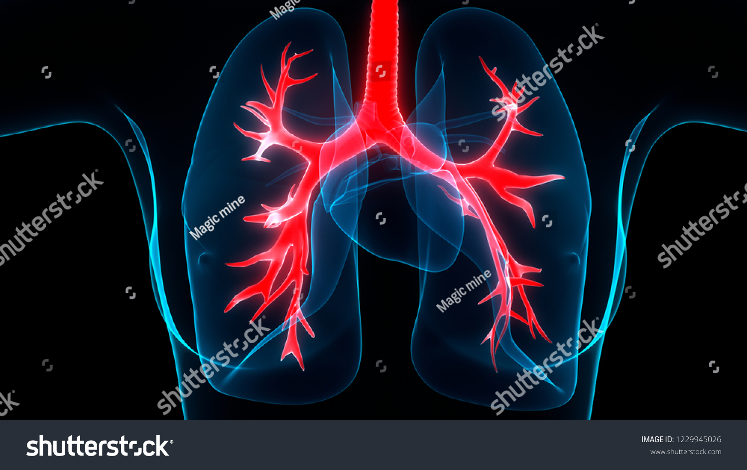 Human Respiratory System Lungs Anatomy 3d Stock Illustration 1229945026 ...