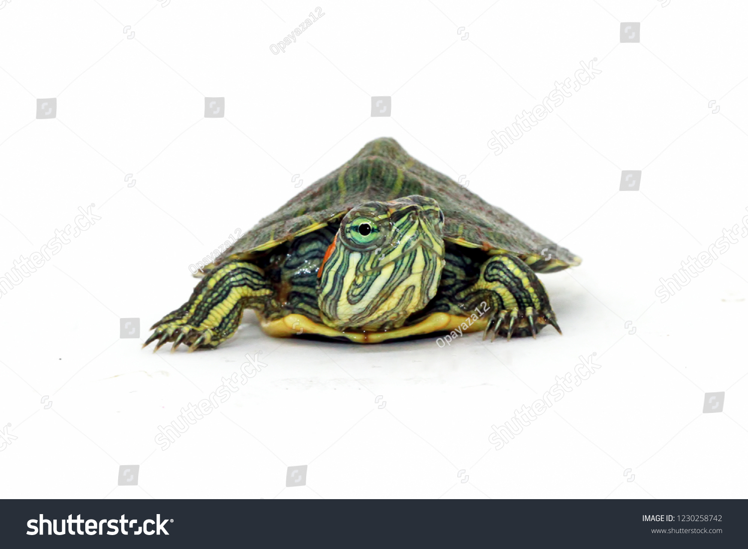 Brazilian Turtle Baby White Background Stock Photo 1230258742 ...