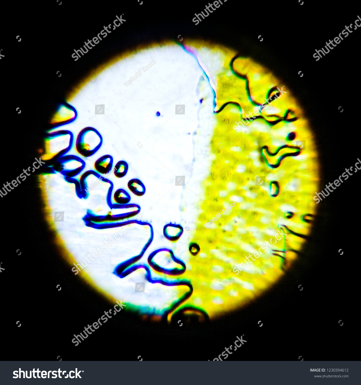 Plant Roots Under Microscope Stock Photo 1230394612 | Shutterstock