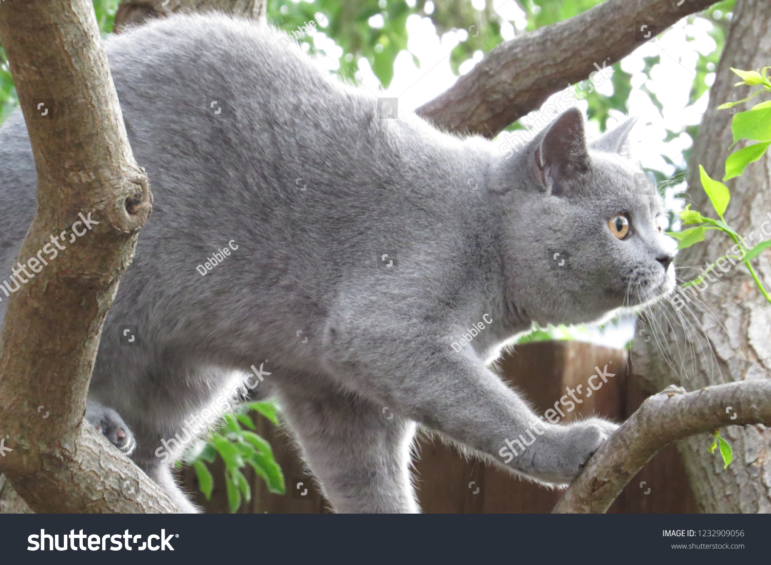 5 Britidh Shorthair Cat Images, Stock Photos & Vectors | Shutterstock