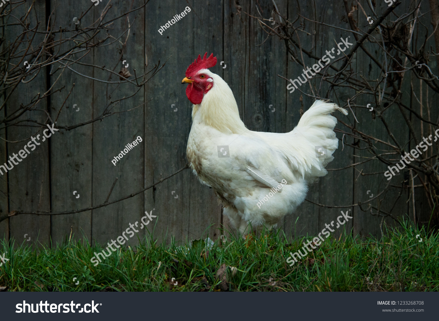 Nice Big White Cock Foto Stok 1233268708 Shutterstock