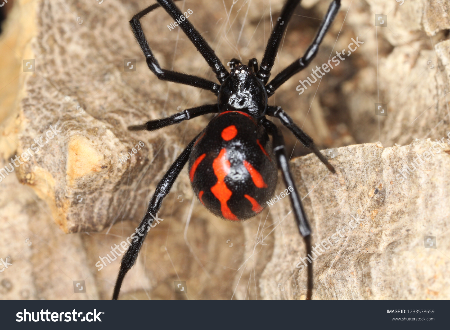 Каракурт паук самец и самка фото